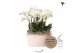 Phalaenopsis wit Kolibri Orchids Mono - 8 tak Ghent - White Basket 