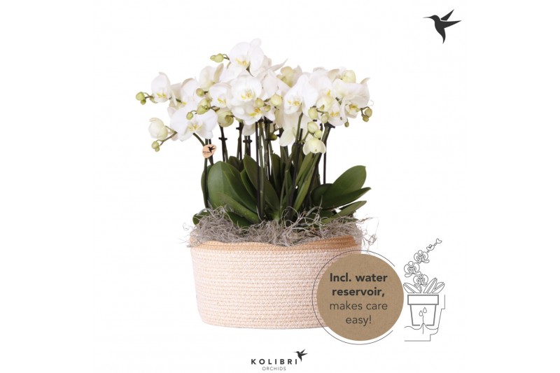 Phalaenopsis wit Kolibri Orchids Mono - 8 tak Ghent - White Basket 