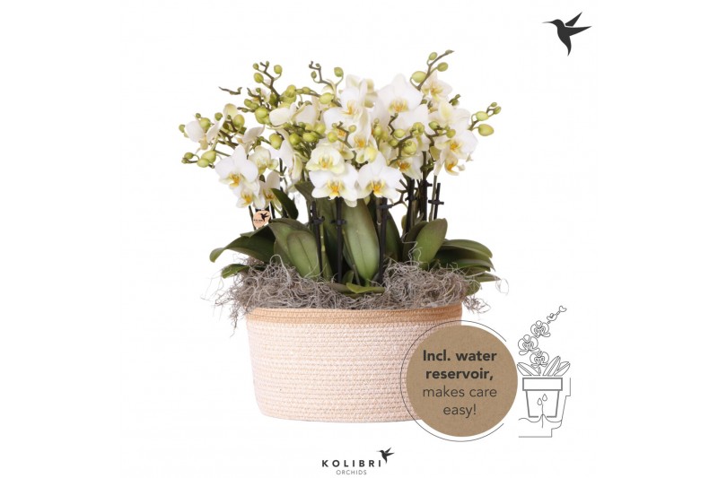 Phalaenopsis multiflora wit Kolibri Orchids Mono - 8 tak Lausanne - Wh 