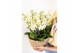 Phalaenopsis multiflora wit Kolibri Orchids Mono - 8 tak Lausanne - Re 