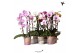 Phalaenopsis elegant cascade 2 tak niagara fall mix kolibri orchids 