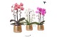 Phalaenopsis elegant cascade Kolibri Orchids Niagara fall mix 2 tak in 