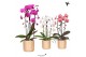 Phalaenopsis elegant cascade Kolibri Orchids Niagara fall mix 1 tak in 