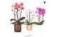 Phalaenopsis elegant cascade Kolibri Orchids Niagara fall mix 2 tak in 