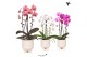 Phalaenopsis elegant cascade Kolibri Orchids Niagara fall mix 2 tak in 