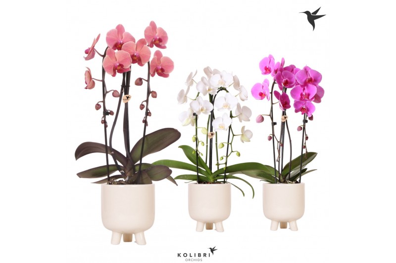 Phalaenopsis elegant cascade Kolibri Orchids Niagara fall mix 2 tak in 
