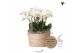 Phalaenopsis wit Kolibri Orchids Mono - 8 tak Ghent - Reed Basket 