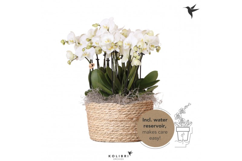 Phalaenopsis wit Kolibri Orchids Mono - 8 tak Ghent - Reed Basket 