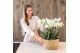 Phalaenopsis wit Kolibri Orchids Mono - 8 tak Ghent - Reed Basket 