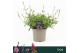Gaura geyser white lindheimeri 