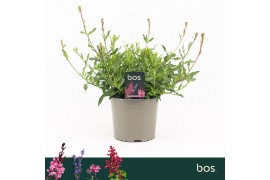 Gaura geyser white lindheimeri