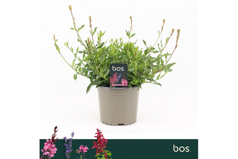 Gaura geyser white lindheimeri 
