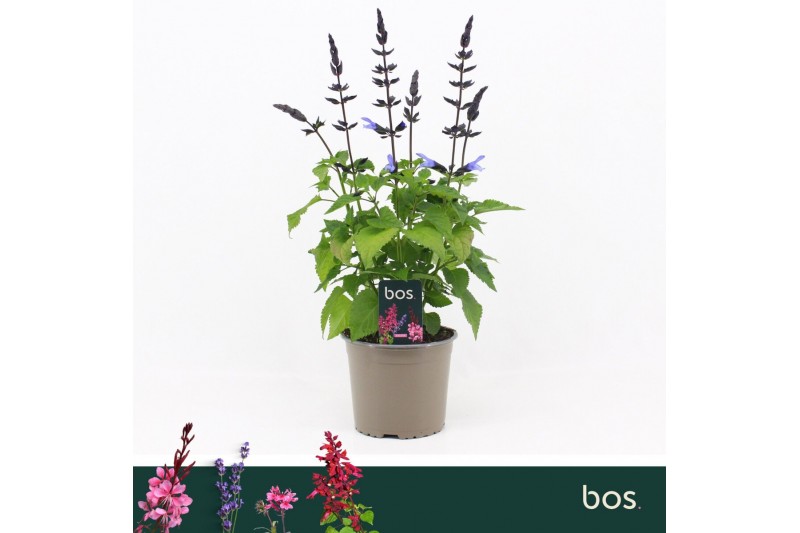 Salvia salgoon lake blueberry 