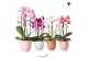 Phalaenopsis elegant cascade 2 tak niagara fall mix in glazed pot mix  