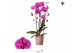 Phalaenopsis elegant cascade 2 tak niagara fall free ride kolibri orch 