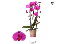 Phalaenopsis elegant cascade 2 tak niagara fall free ride kolibri orch