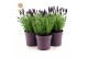 Lavandula stoechas anouk 