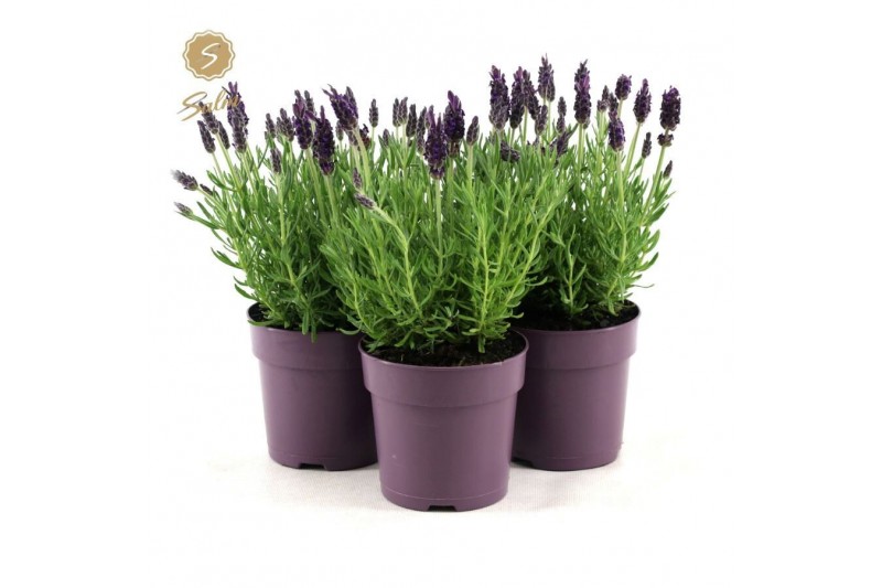 Lavandula stoechas anouk 