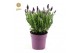 Lavandula stoechas anouk 
