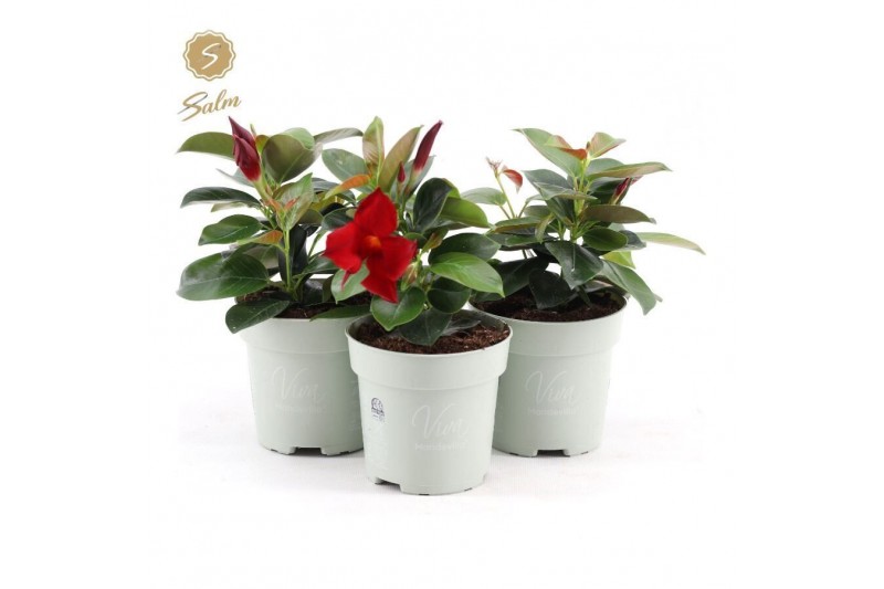 Mandevilla Viva 