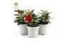 Mandevilla Viva
