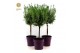 Lavandula stoechas anouk stam 