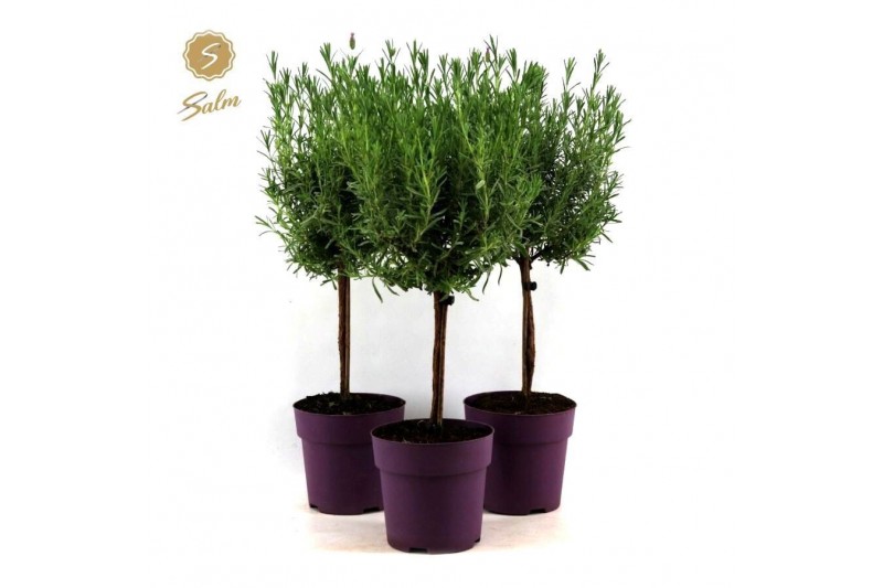 Lavandula stoechas anouk stam 