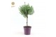 Lavandula stoechas anouk stam 