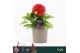 Dahlia dalina maxi topia Dalina Maxi, Topia Red 
