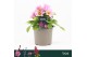 Dahlia happy days pink Happy Days, Pink 