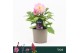 Dahlia dalina maxi salinas Dalina Maxi, Salinas 