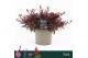 Gaura gaudi red 