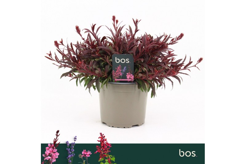 Gaura gaudi red 
