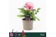 Dahlia (miscellaneous grp) dalina maxi bon Dalina Maxi, Pink Blast 