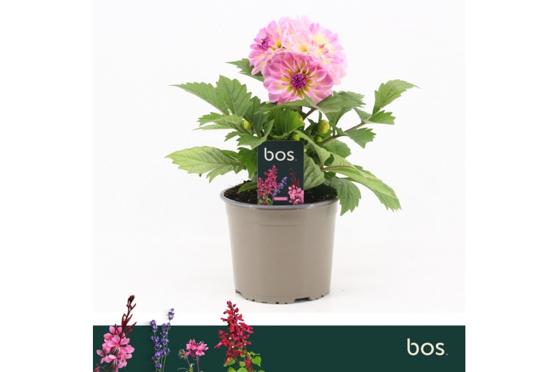 Dahlia (miscellaneous grp) dalina maxi bon Dalina Maxi, Pink Blast 