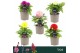 Dahlia dalina maxi mix Dalina Maxi, Mix 