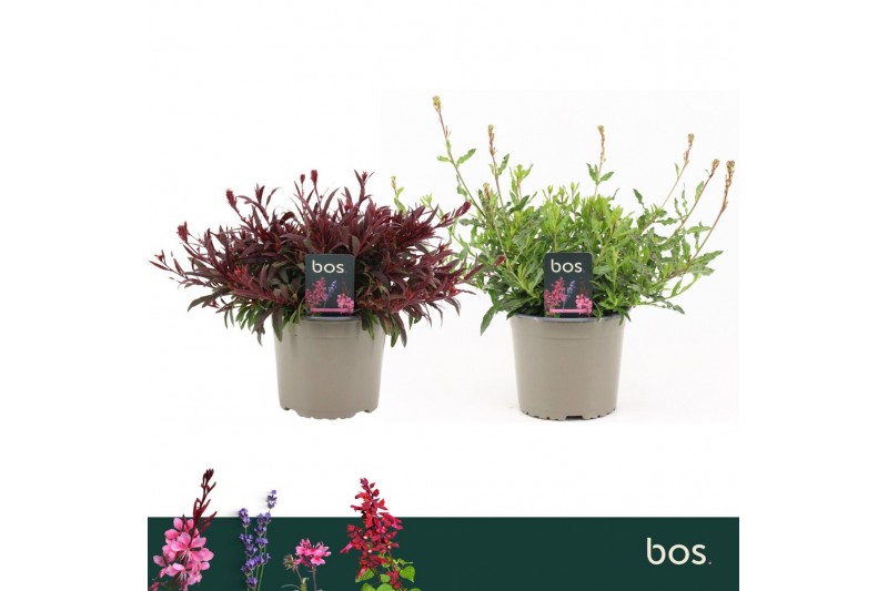 Gaura lindheimeri Gaudi Mix 