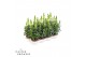 Antirrhinum majus wit 