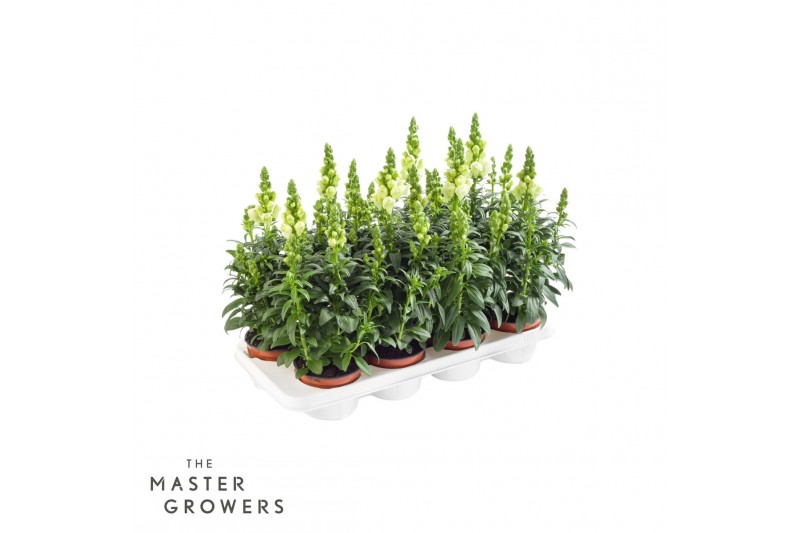 Antirrhinum majus wit 