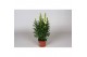 Antirrhinum majus wit 