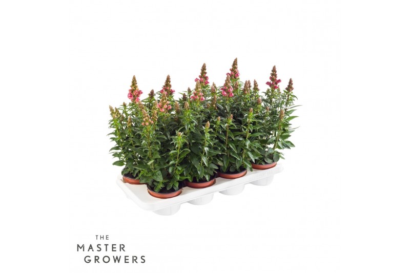 Antirrhinum majus oranje 