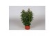Antirrhinum majus oranje 