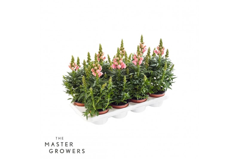Antirrhinum majus roze 