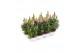 Antirrhinum majus roze 