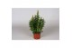 Antirrhinum majus roze 