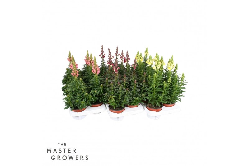 Antirrhinum majus mix 