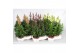 Antirrhinum majus mix 