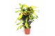 Codiaeum variegatum mango vertakt 