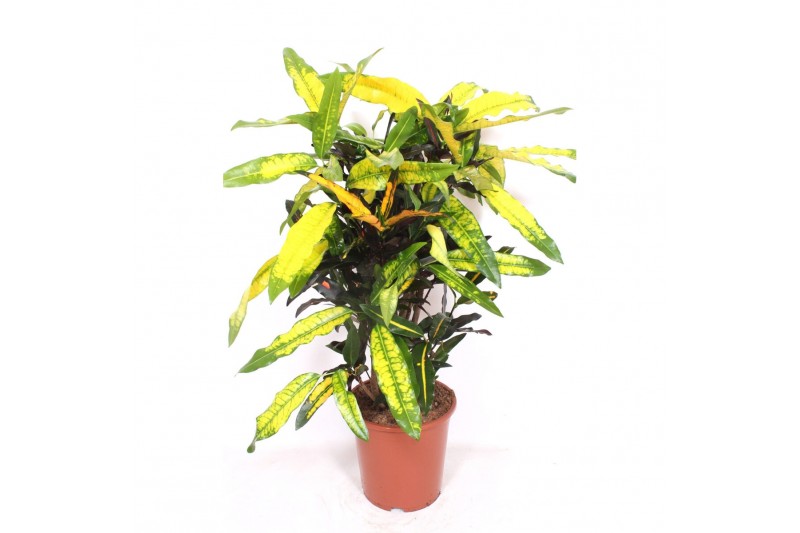 Codiaeum variegatum mango vertakt 