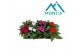 Impatiens new guinea mix Impatiens New Guinea 13 cm mixtray 4 kleuren  